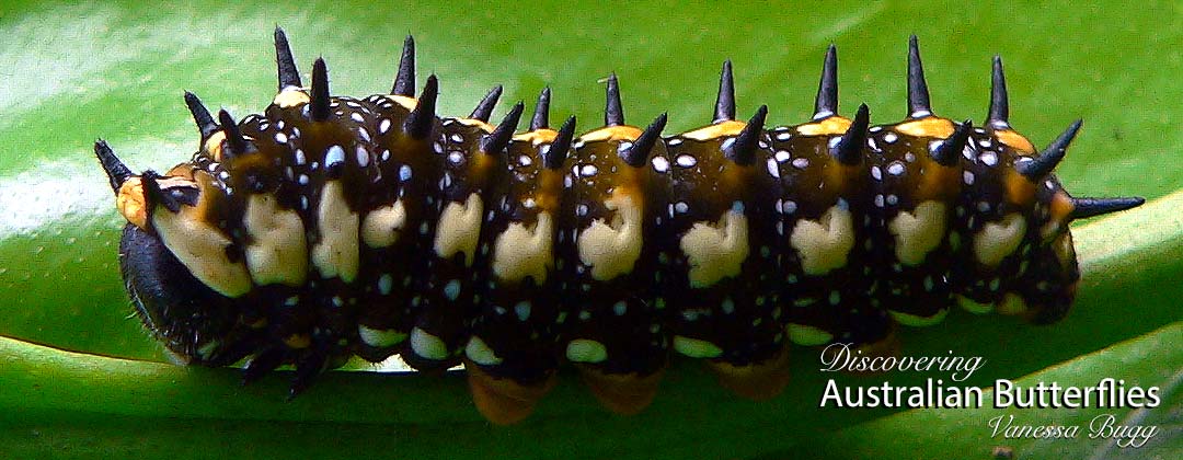 Larva of the Dainty Swallowtail