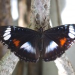 Common Australian Butterfly, Varied Eggfly