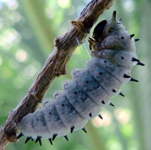 Dainty Swallowtail larva preparing to pupate