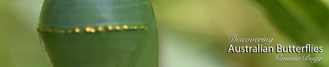 gold dots on the Monarch pupa