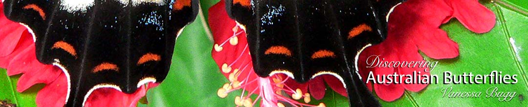 Hind wings of the Orchard Swallotail